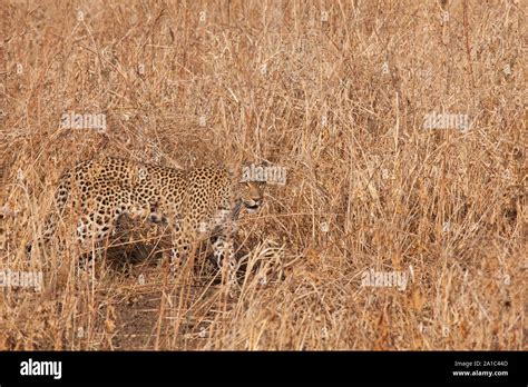 Leopard camouflage hi-res stock photography and images - Alamy