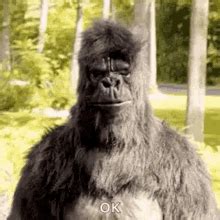 Gorilla Air Punching GIF - Gorilla AirPunching Ok - Discover & Share GIFs