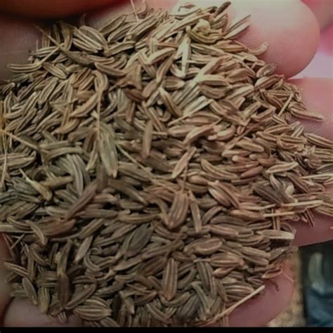 jinten jintan putih super  kg lazada indonesia