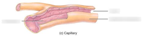 Capillaries Diagram | Quizlet 