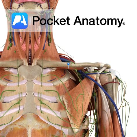 Subclavius - Pocket Anatomy