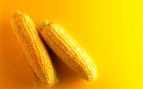 Maize Wallpapers - Wallpaper Cave