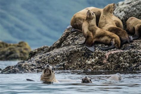 Kodiak National Wildlife Refuge Photos - Featured Images of Kodiak ...