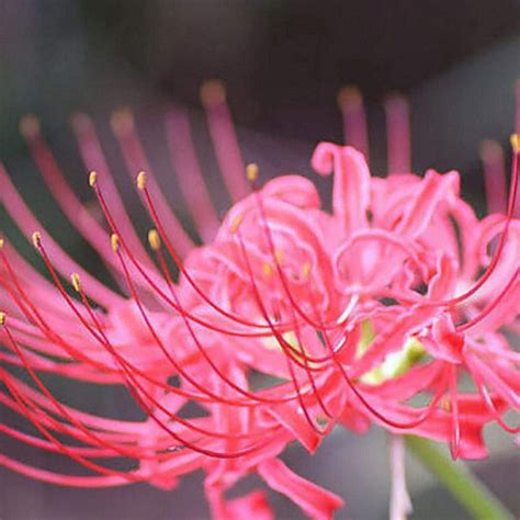 Buy Novakie Pink Lycoris Lily/Spider Lily/Surprise Lily/Naked Lady Lily