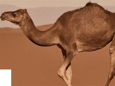 Ezba - Camel by anantaraabudhabiresorts - Issuu
