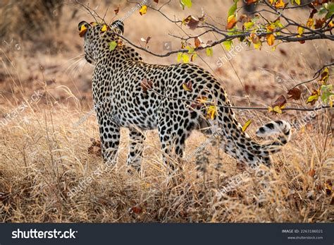 young male african leopard panthera pardus stock photo