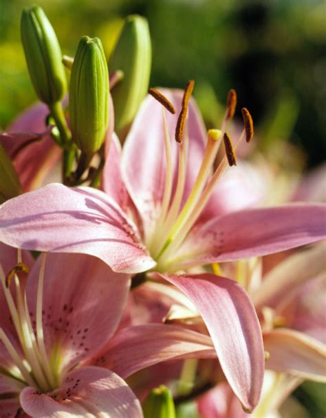 plant  grow lily
