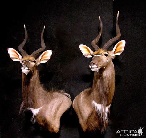 Nyala Shoulder Mount Taxidermy | AfricaHunting.com