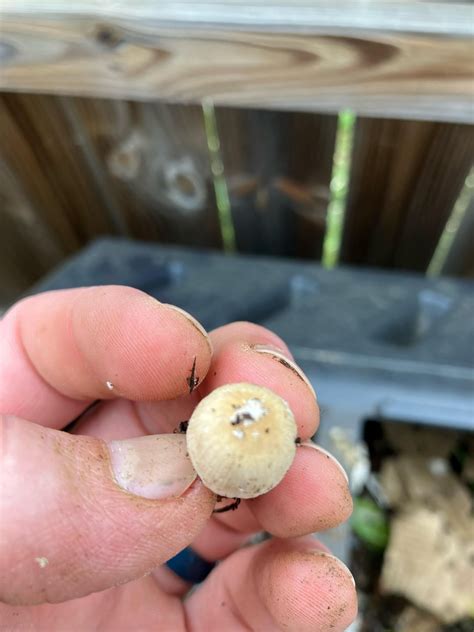 amanita phalloides rmycology