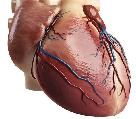 cardiac muscle science learning hub