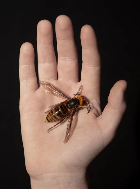Japanese Hornet Size Northern Giant Hornet