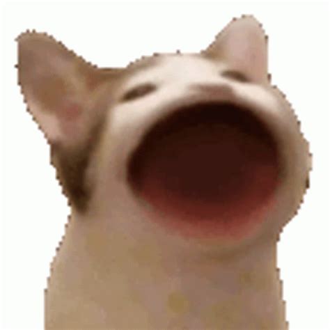 Pop Cat GIF - PopCat - Discover & Share GIFs | Pop cat, Cat gif, Cat memes