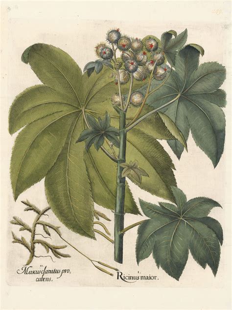 Besler Pl. 249, Castor bean in fruit, Running pine | By Oppenheimer
