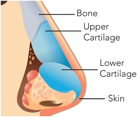 nose   sinuses lompoc valley medical center