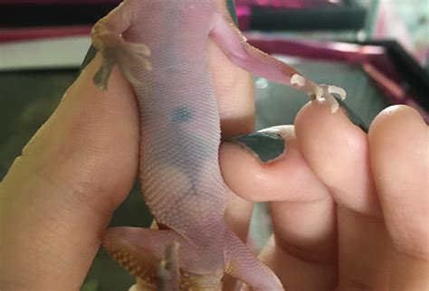 Why Does My Leopard Gecko Have Black Spots on its Belly? - Clever Pet