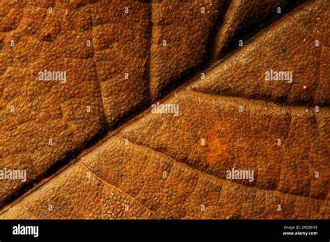 leaf scar  res stock photography  images alamy