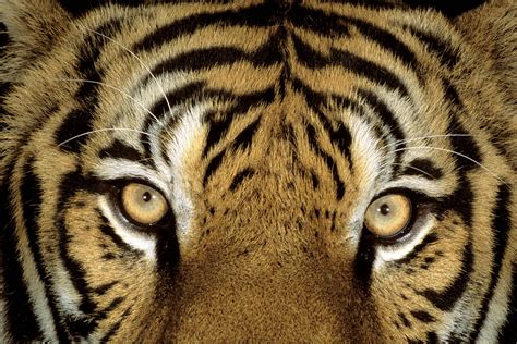 nepals tiger numbers remain constant  political upheaval