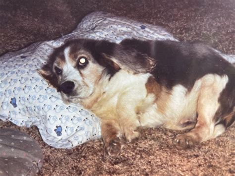 As a child, my father raised beagles. This dog came from a litter that