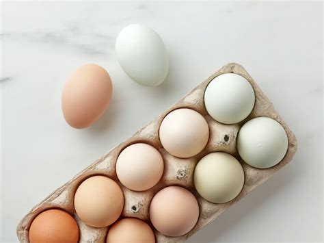 Ameraucana Egg Color Chart