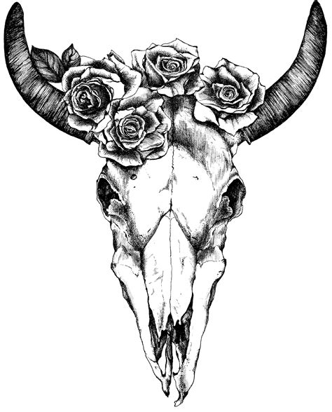 cow skull drawing 1
