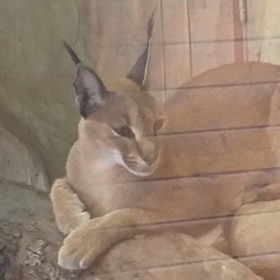 Русский базированный шлёпа гигачад с бородой (@AlexZap14) | Twitter