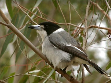 butcherbird fact sheet