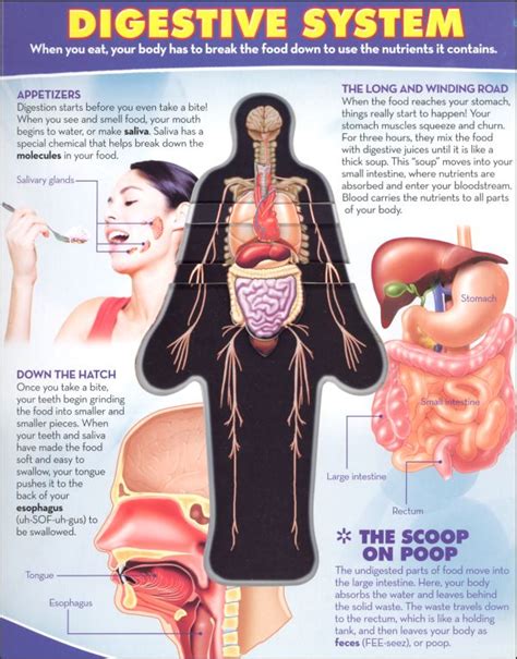 The Inside Human Body | MedicineBTG.com
