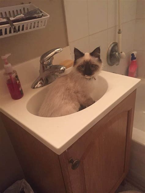 cats in sinks 2