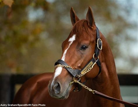 Toast To Vino Rosso Presented By Spendthrift Farm: First Weanlings ...