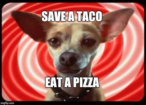 taco bell dog Memes - Imgflip