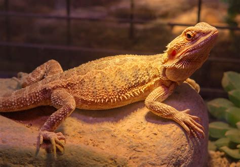 Clogged Femoral Pores In Bearded Dragons: Do This! - Reptile Craze