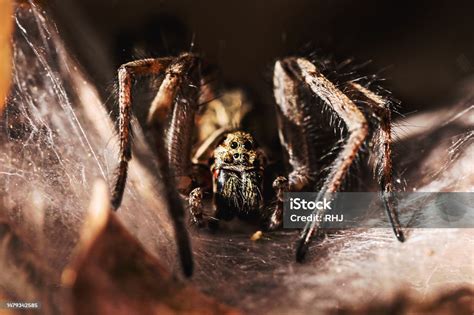Aranha Macaco É Venenosa - Foto de Aranha Brasileira Conhecida Como Armadeira Aranha Macaco Ou ...