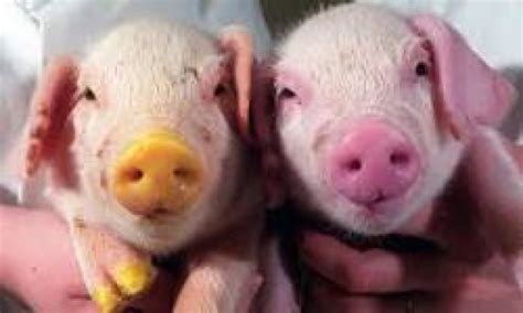 Here Is More Pictures Of Genetically Modified Animals: - Animal Loving