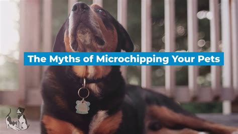 The Myths of Microchipping Your Pet! - YouTube