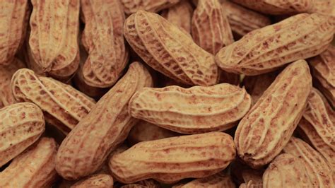 peanut nut seeds  stock video  vecteezy