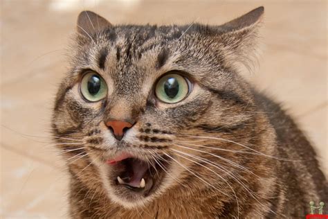 shocked cat