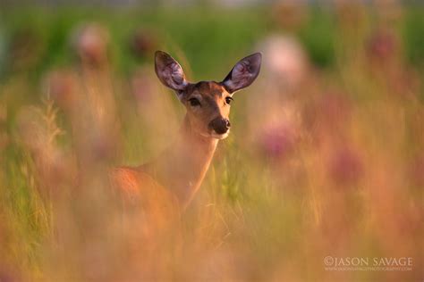 Montana Backyard Wildlife | Jason Savage Photography