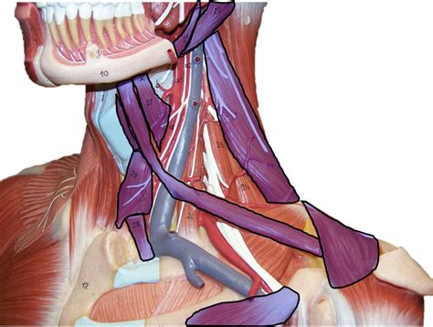 head muscles 12 Diagram | Quizlet