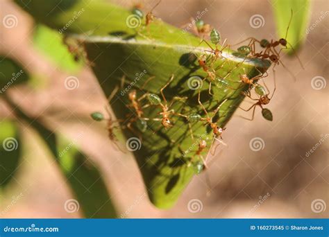 Green Ants Oecophylla Smaragdina Nest In A Tree Royalty-Free Stock Photography | CartoonDealer ...