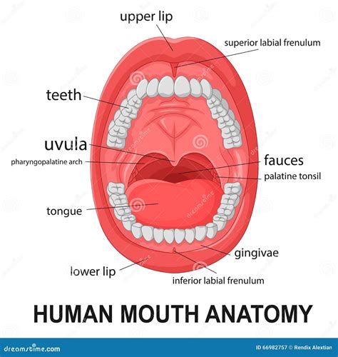 Human Mouth Anatomy, Open Mouth with Explaining Stock Vector ...