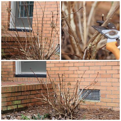 How to prune hydrangeas for bigger blooms – Artofit