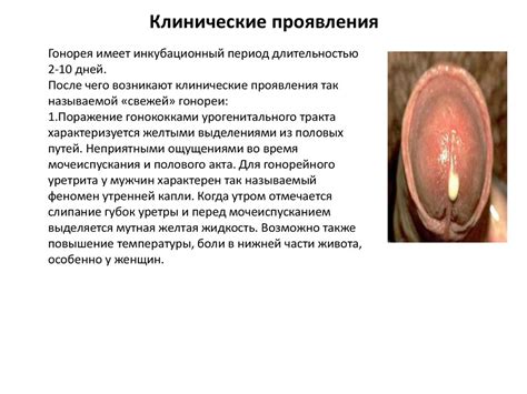Гонококки - вид грамотрицательных диплококков. Микробиология ...