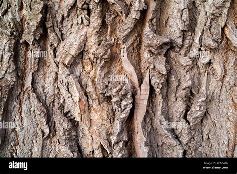 Eastern Cottonwood tree bark (Populus deltoides), E USA, by Dominique ...