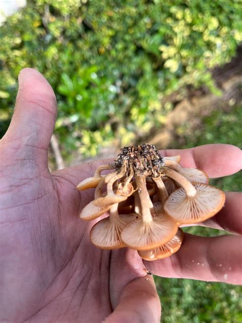 Honey mushroom? : r/mushroomID