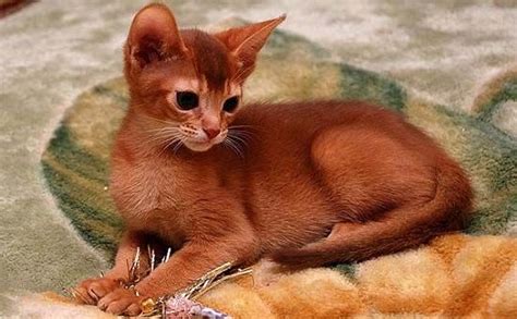 абиссинский кот окрас соррель | Абиссинская кошка, Кошки, Кот