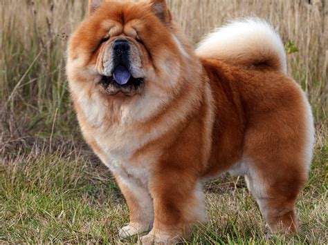 Chow Chow: Breed Profile & Information | Spot®