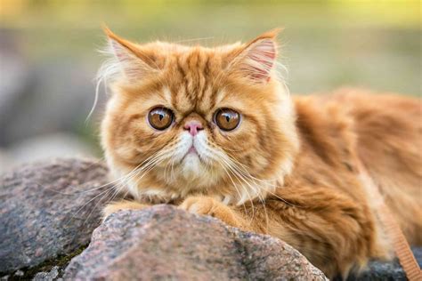 iranian cats pics 4