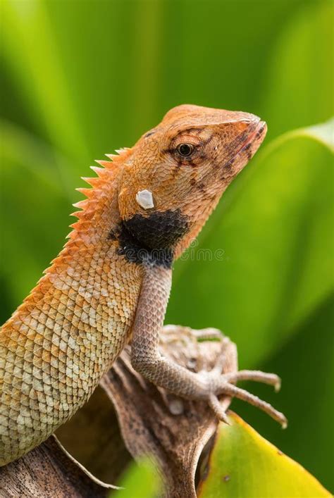 oriental garden lizard calotes versicolor stock photo image