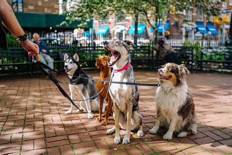 Group Classes - Northern Neck Dog Training