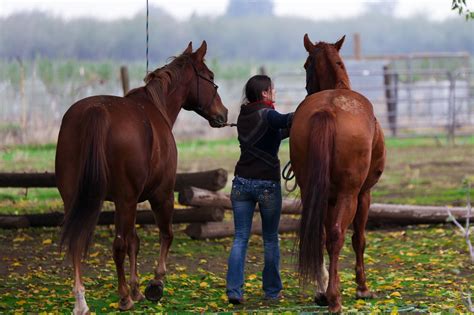 Serena Robinson Equestrian Services